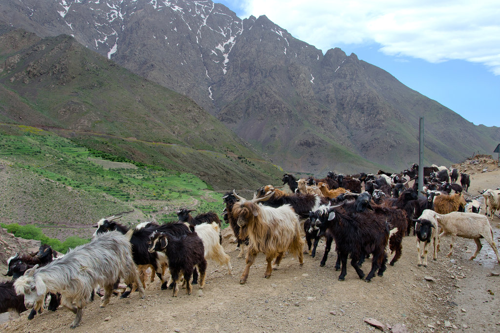 Kozi a ovse na prechádzke