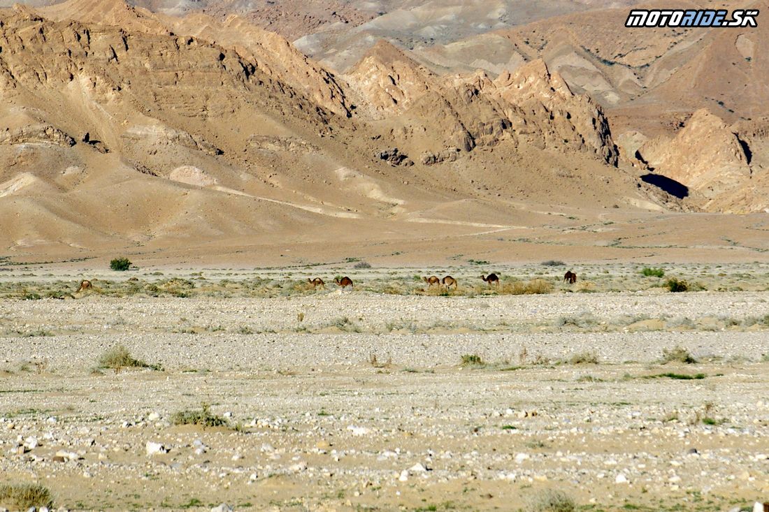 Voľne žijúce Ťavy cestou k soľným jazerám - Na Afrikách do Afriky - Tunisko