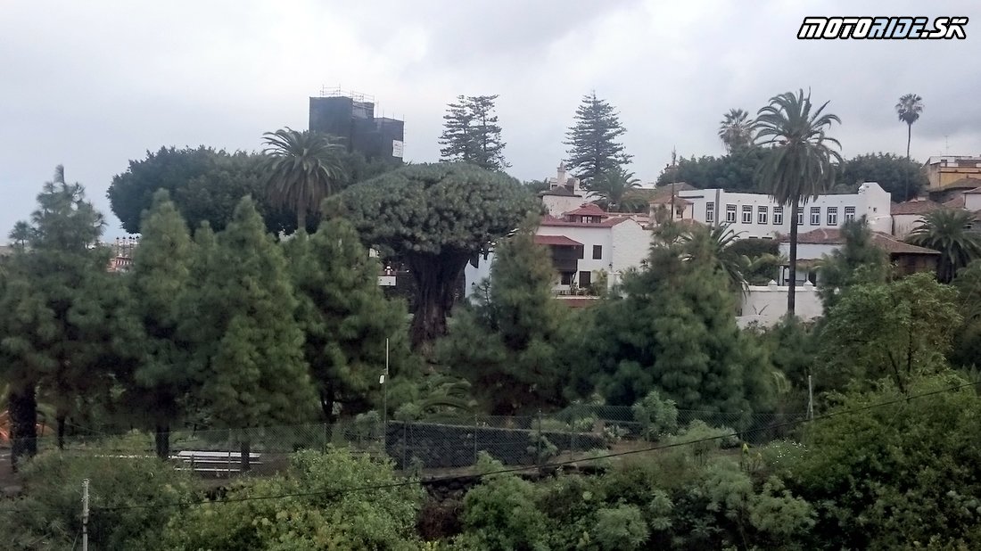 Dračí strom (3000 rokov) - Parque del Drago, Icod de Los Vinos, Tenerife - Bod záujmu