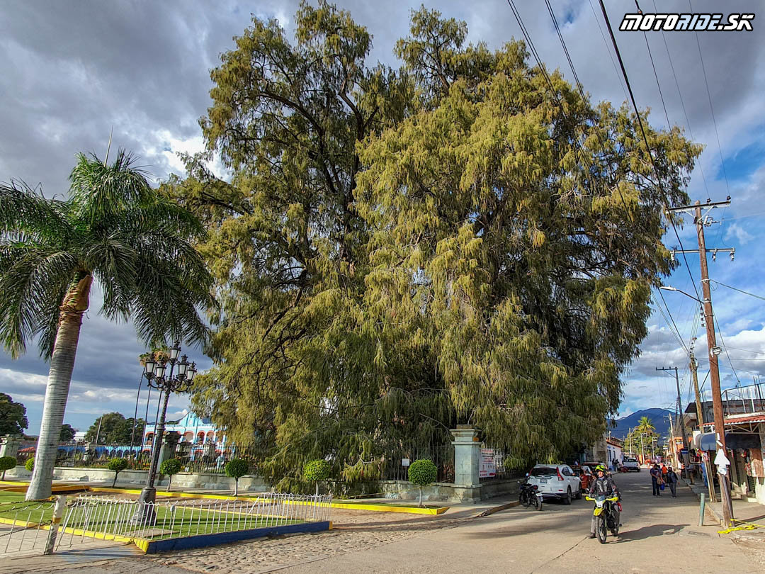 Strom mesta Tule a presun do Puerto Escondido - Naživo: Mexiko 2020