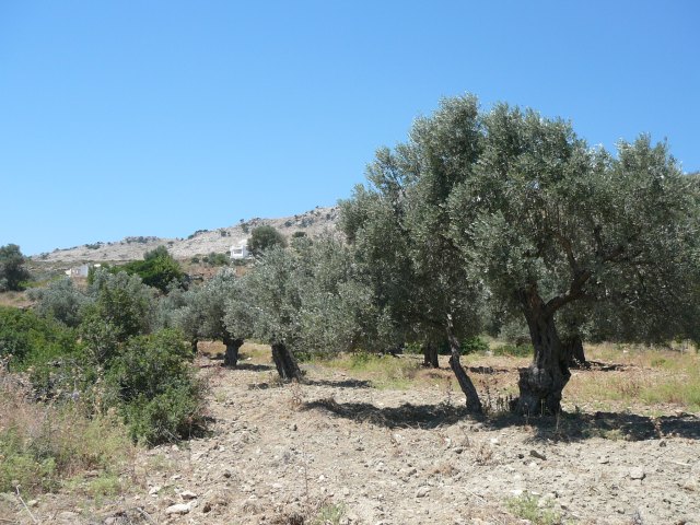 Grécko 2008