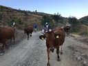 Pohorie Ostrovicës, Albánsko 11 - zľava: krava, krava, krava, krava, pastier, ja, krava, krava