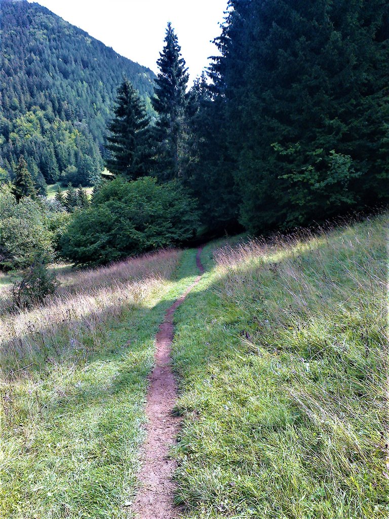 najľahšia terénna trať po lesnom chodníku pohľad dole