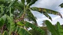 Takto rastú banány, Kostarika