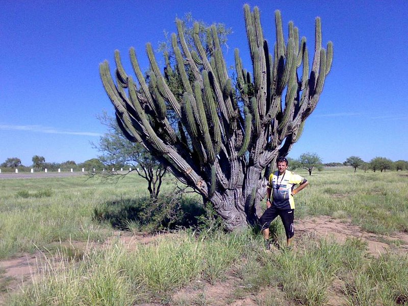 etapa plna kaktusu