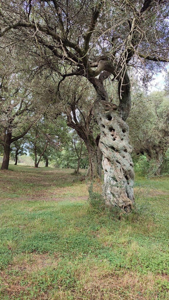 G.9.Fier, archeologický park Apollonia.