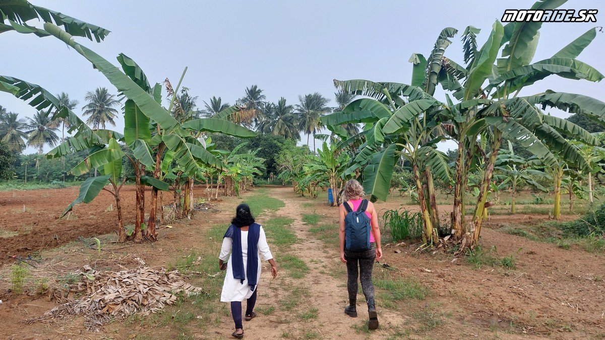 Mango World - Annapoorna Farms  - Bod záujmu