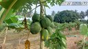 Mango World - Annapoorna Farms, India