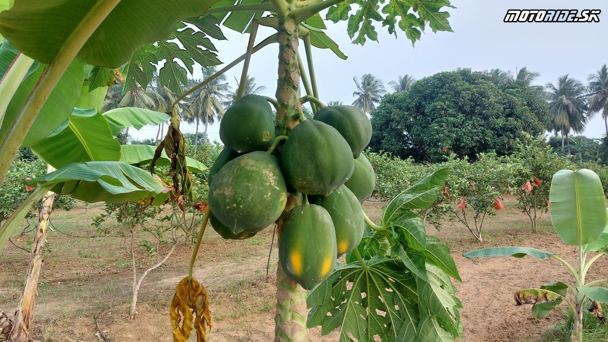 Mango World - Annapoorna Farms  - Bod záujmu