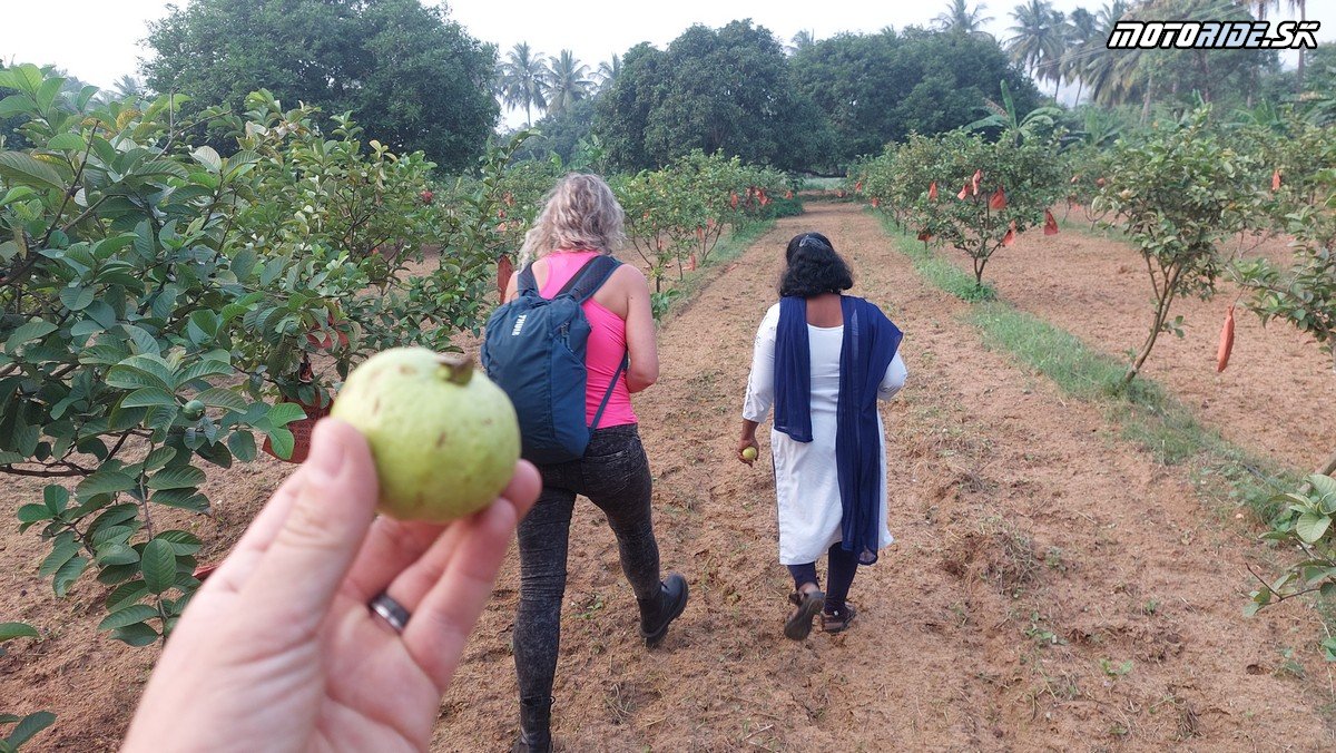 Mango World - Annapoorna Farms  - Bod záujmu