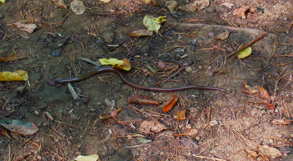 vyhrievajúci sa slepúch