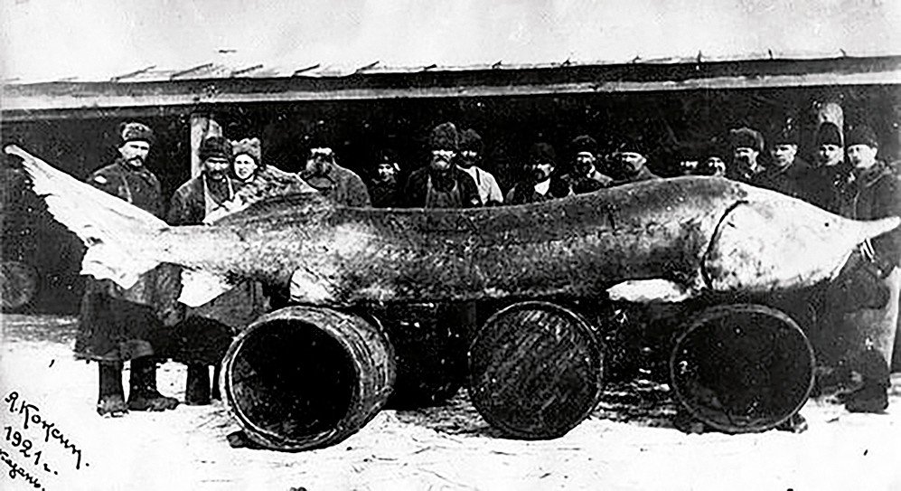 7A. Vyza z Dunaja 7A. Vyza z Dunaja