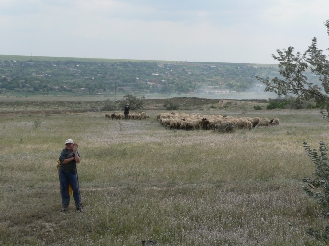 Pastier na Ukrajine