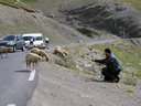  Najvyssie polozené ovce v Európe 
