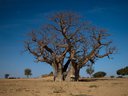 Baobab v Senegale