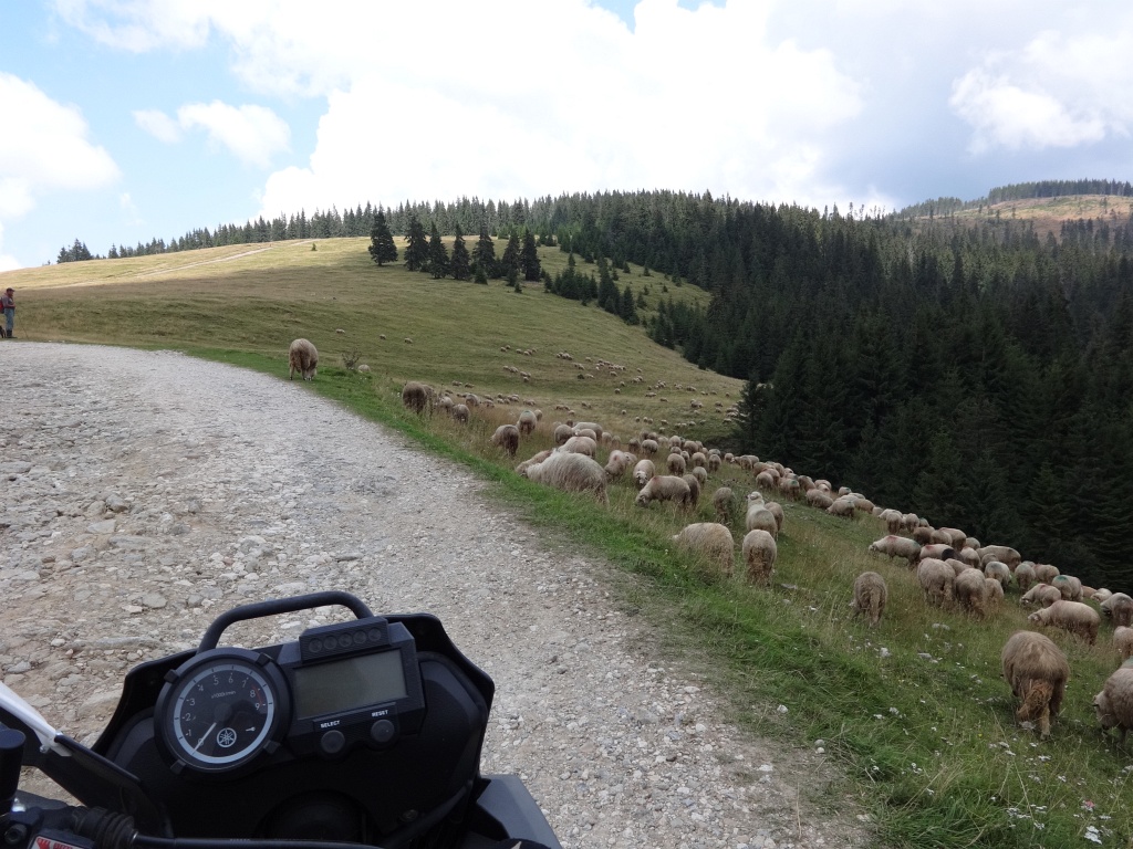 Ovce pri ceste