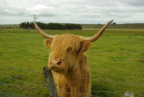  Škótsky dobytok